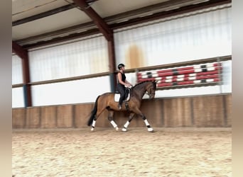 KWPN, Caballo castrado, 9 años, 168 cm, Castaño oscuro