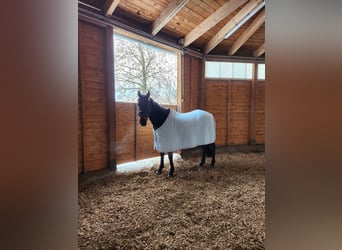 KWPN, Caballo castrado, 9 años, 168 cm, Castaño oscuro