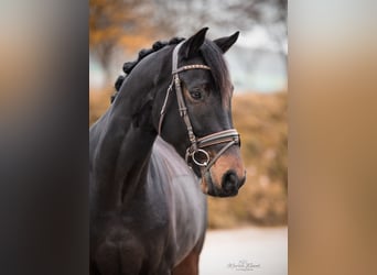 KWPN, Caballo castrado, 9 años, 168 cm, Castaño oscuro