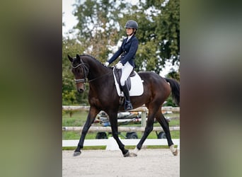 KWPN, Caballo castrado, 9 años, 168 cm, Morcillo