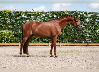 KWPN, Caballo castrado, 9 años, 169 cm, Alazán