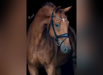 KWPN, Caballo castrado, 9 años, 169 cm, Alazán