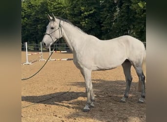 KWPN, Caballo castrado, 9 años, 169 cm, Tordo