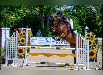 KWPN, Caballo castrado, 9 años, 170 cm, Castaño
