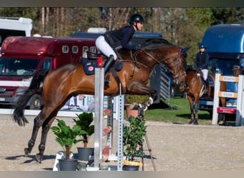 KWPN, Caballo castrado, 9 años, 170 cm, Castaño
