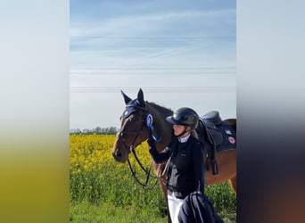 KWPN, Caballo castrado, 9 años, 170 cm, Castaño