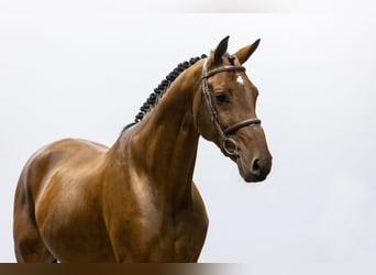 KWPN, Caballo castrado, 9 años, 170 cm, Castaño