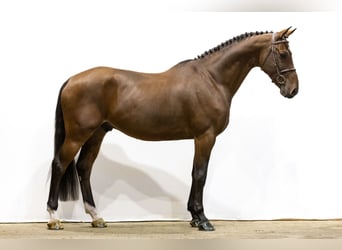 KWPN, Caballo castrado, 9 años, 170 cm, Castaño