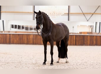 KWPN, Caballo castrado, 9 años, 170 cm, Castaño oscuro