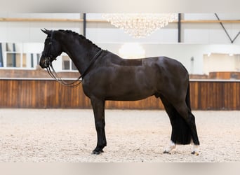 KWPN, Caballo castrado, 9 años, 170 cm, Castaño oscuro