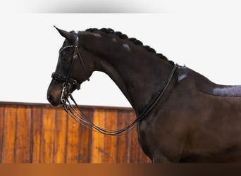 KWPN, Caballo castrado, 9 años, 170 cm, Castaño oscuro