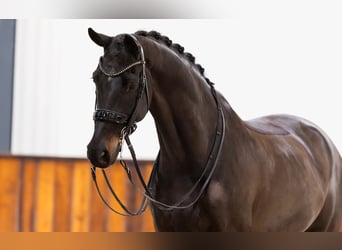 KWPN, Caballo castrado, 9 años, 170 cm, Castaño oscuro