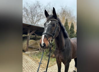 KWPN, Caballo castrado, 9 años, 170 cm, Castaño oscuro