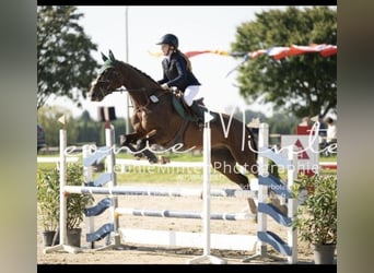 KWPN, Caballo castrado, 9 años, 170 cm, Castaño oscuro