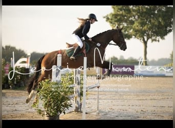 KWPN, Caballo castrado, 9 años, 170 cm, Castaño oscuro