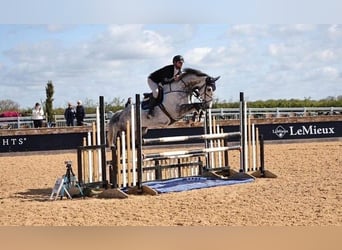 KWPN, Caballo castrado, 9 años, 170 cm, Tordo rodado