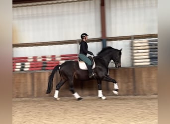 KWPN, Caballo castrado, 9 años, 171 cm, Castaño oscuro