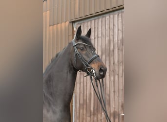 KWPN, Caballo castrado, 9 años, 171 cm, Castaño oscuro
