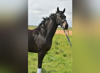 KWPN, Caballo castrado, 9 años, 171 cm, Castaño oscuro