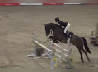 KWPN Mestizo, Caballo castrado, 9 años, 172 cm, Castaño