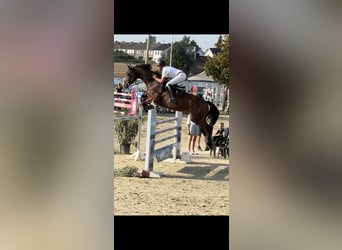 KWPN, Caballo castrado, 9 años, 172 cm, Castaño claro