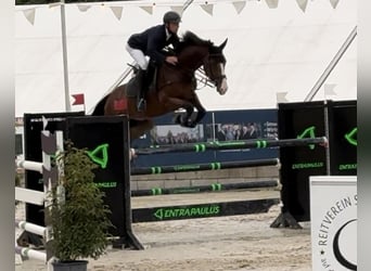 KWPN, Caballo castrado, 9 años, 172 cm, Castaño claro