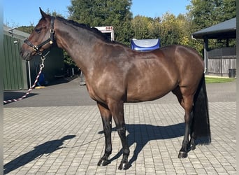 KWPN, Caballo castrado, 9 años, 172 cm, Castaño rojizo