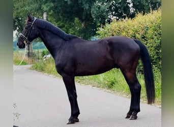 KWPN, Caballo castrado, 9 años, 172 cm, Negro