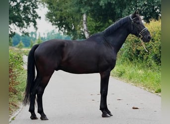 KWPN, Caballo castrado, 9 años, 172 cm, Negro