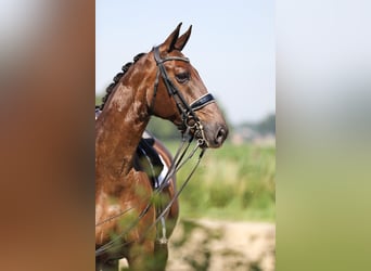 KWPN, Caballo castrado, 9 años, 173 cm, Alazán-tostado