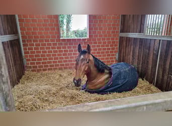 KWPN, Caballo castrado, 9 años, 173 cm, Castaño