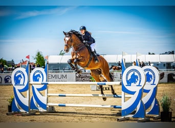 KWPN, Caballo castrado, 9 años, 173 cm, Castaño