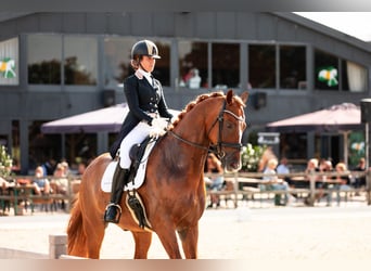 KWPN, Caballo castrado, 9 años, 174 cm, Alazán