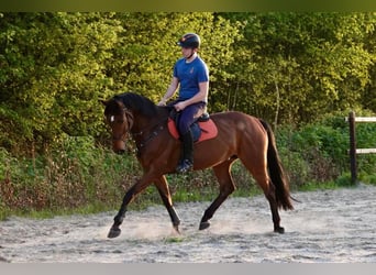 KWPN, Caballo castrado, 9 años, 174 cm, Castaño