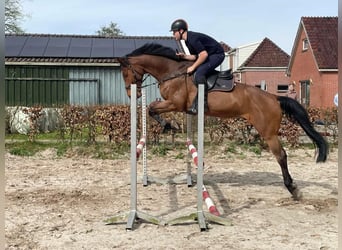 KWPN, Caballo castrado, 9 años, 174 cm, Castaño