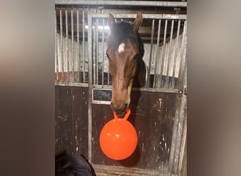 KWPN, Caballo castrado, 9 años, 174 cm, Castaño