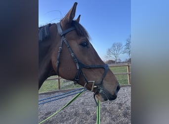 KWPN, Caballo castrado, 9 años, 174 cm, Castaño