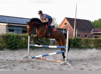 KWPN, Caballo castrado, 9 años, 174 cm, Castaño