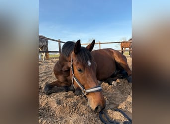 KWPN, Caballo castrado, 9 años, 174 cm, Castaño