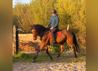 KWPN, Caballo castrado, 9 años, 174 cm, Castaño