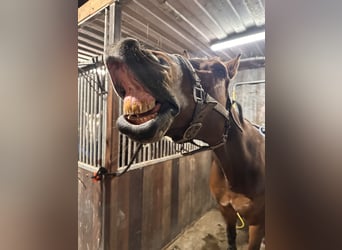 KWPN, Caballo castrado, 9 años, 174 cm, Castaño