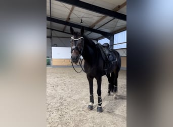 KWPN, Caballo castrado, 9 años, 174 cm, Castaño oscuro