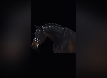 KWPN, Caballo castrado, 9 años, 174 cm, Castaño oscuro