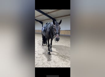 KWPN, Caballo castrado, 9 años, 174 cm, Castaño oscuro