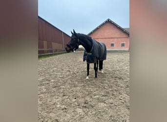 KWPN, Caballo castrado, 9 años, 174 cm, Castaño oscuro