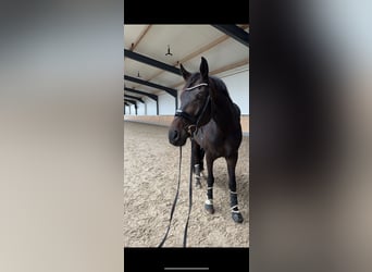 KWPN, Caballo castrado, 9 años, 174 cm, Castaño oscuro