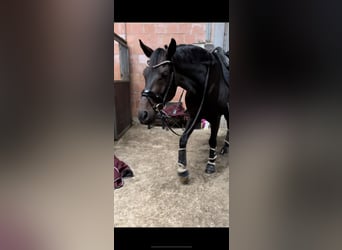 KWPN, Caballo castrado, 9 años, 174 cm, Castaño oscuro