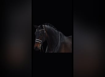 KWPN, Caballo castrado, 9 años, 174 cm, Castaño oscuro