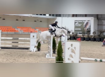 KWPN, Caballo castrado, 9 años, 177 cm, Tordo