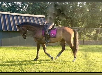 KWPN, Caballo castrado, 9 años, 178 cm, Castaño oscuro